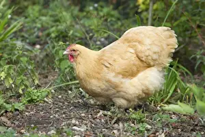 Free Range Prints: Orpington Buff Domestic chicken breed Essex, UK BI021195