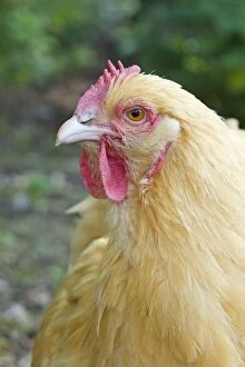 Images Dated 19th August 2011: Orpington Buff Domestic chicken breed Essex, UK BI021197
