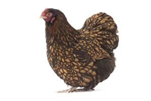 Images Dated 12th April 2017: Orpington Chicken Hen