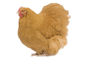 <b class=qtipBold><figcaption>Orpington Chicken - in studio</figcaption></b><br>LA-4588 Orpington Chicken - in studio Jean Michel Labat Please note that prints are for personal display purposes only and may not be reproduced in any way.<br><em>© J.M.Labat/ardea.com</em> Orpington Chicken - in studio