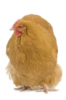 Orpington Chicken - in studio