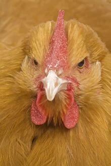 Wattle Collection: Orpington Chicken - in studio