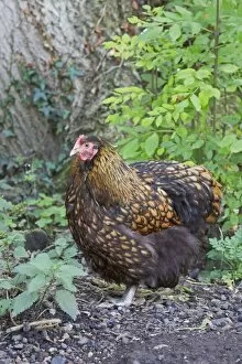 Images Dated 19th August 2011: Orpington Gold Laced Domestic chicken breed Essex, UK BI021200