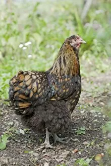 Images Dated 19th August 2011: Orpington Gold Laced Domestic chicken breed Essex, UK BI021198
