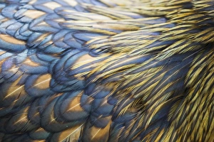 Chickens Collection: Orpington Gold Laced - feather detail Domestic chicken breed Essex, UK BI021202