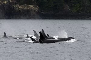 Images Dated 4th September 2007: orque epaulard en colombie britannique