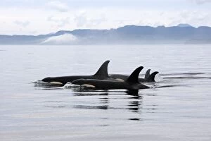 Images Dated 30th August 2007: orque epaulard en colombie britannique