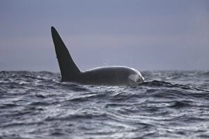 Images Dated 20th November 2006: Orque.Orca