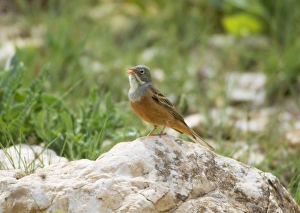 Ortolan Bunting - adult, May