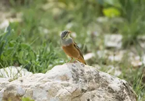 Ortolan Bunting - adult male Southern Turkey May
