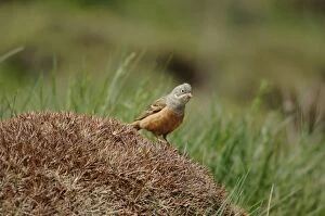 Images Dated 17th May 2006: Ortolan Bunting - adult, May. Southern Turkey