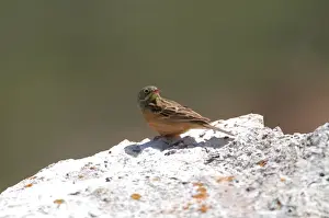 Ortolan Bunting - adult, May. Southern Turkey