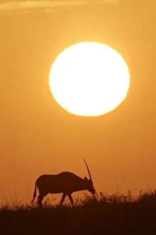Oryx gazelle