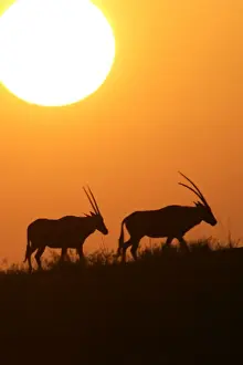 Gemsboks Prints: Oryx gazelle