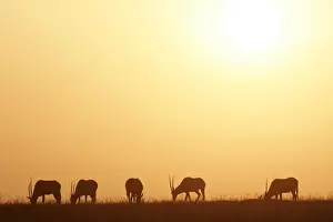 Oryx gazelle