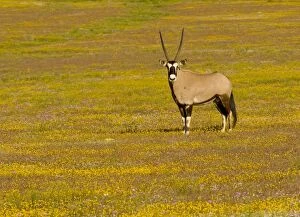 Oryx / Gemsbok - amongst spring flowers