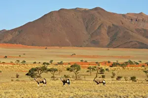 Oryx a herd of oryx wandering through savanna and dunes Namib Rand Nature Reserve, Namibia, Africa