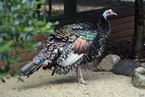 Images Dated 12th July 2007: Oscellated Turkey - showing iridescent plumage, Lower Saxony, Germany