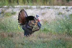 Marsh Prints: Osceola turkey, near Stick Marsh, Florida Date: 10-03-2021