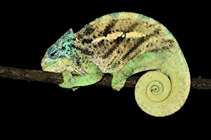 Images Dated 5th January 2008: O'Shaughnessy's Chameleon - male - at night - Montagne d'Ambre National Park - Antsiranana