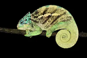 O'Shaughnessy's Chameleon - male - at night - Montagne d'Ambre National Park - Antsiranana - Northern Madagascar
