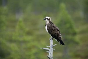 Images Dated 17th October 2007: Osprey