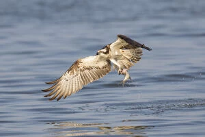 Bird Of Prey Gallery: Osprey - adult bird with a fish in its talons - Germany     Date: 25-Mar-19