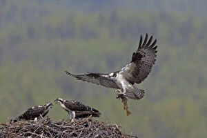 Osprey adult feeding young