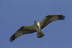 Osprey adult in flight