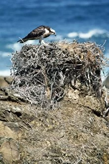 OSPREY - atop nest