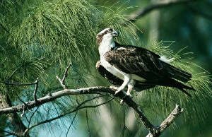 Osprey - on Branch