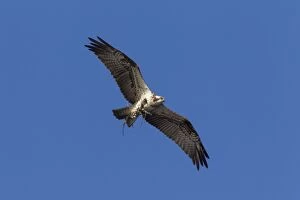 Twig Gallery: Osprey branch Osprey adult in flight carrying nesting m