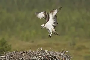 Osprey - Bringing Fish to Nest Pandion haliaetus Finland BI014811