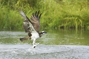 Osprey - Catching Fish
