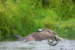 Fishing Collection: Osprey - Catching Fish Pandion haliaetus Finland BI014724