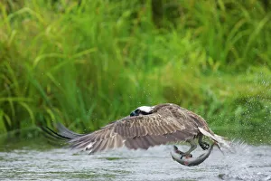 Scandinavia Collection: Osprey - Catching Fish Pandion haliaetus Finland BI014724