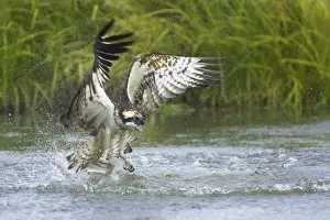 Ospreys Prints: Osprey - Catching Fish Pandion haliaetus Finland BI014702