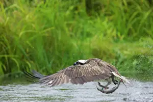 Catching Prints: Osprey - Catching Fish Pandion haliaetus Finland BI014724