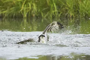 Osprey - Catching Fish Pandion haliaetus Finland BI014758