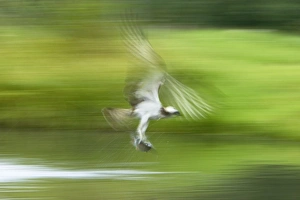Images Dated 17th October 2007: Osprey - Catching Fish (Slow Pan)