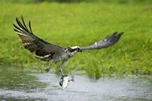 Osprey - With Caught Fish