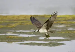 Ospreys Prints: Osprey - with collected nest material Ding Darling NWR, florida, USA BI001312