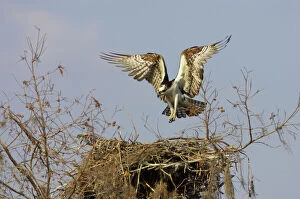 Images Dated 26th October 2005: Osprey - coming in to land at nest Cypress Lake, florida, USA BI001350
