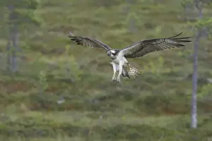 Ospreys Prints: Osprey - Coming in to Perch Pandion haliaetus Finland BI014844