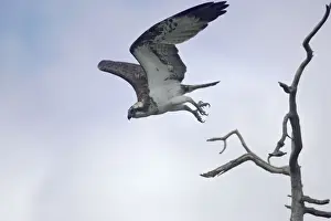 Ospreys Prints: Osprey - Diving for Fish Pandion haliaetus Finland BI014734