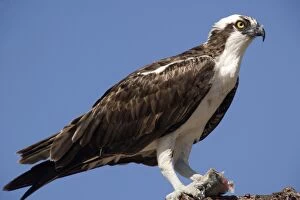 Images Dated 15th February 2006: Osprey, eating recently-caught fish on a branch. Male. USA