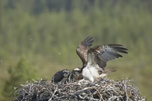 Osprey - Female Coming in to Nest