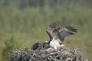 Osprey - Female Coming in to Nest Pandion haliaetus Finland BI014828