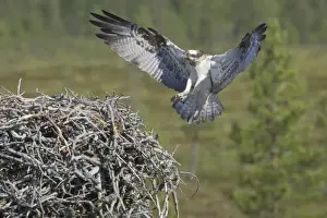 Ospreys Prints: Osprey - Female Coming in to Nest Pandion haliaetus Finland BI014830