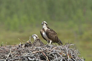 Osprey - Female on Nest with Chicks